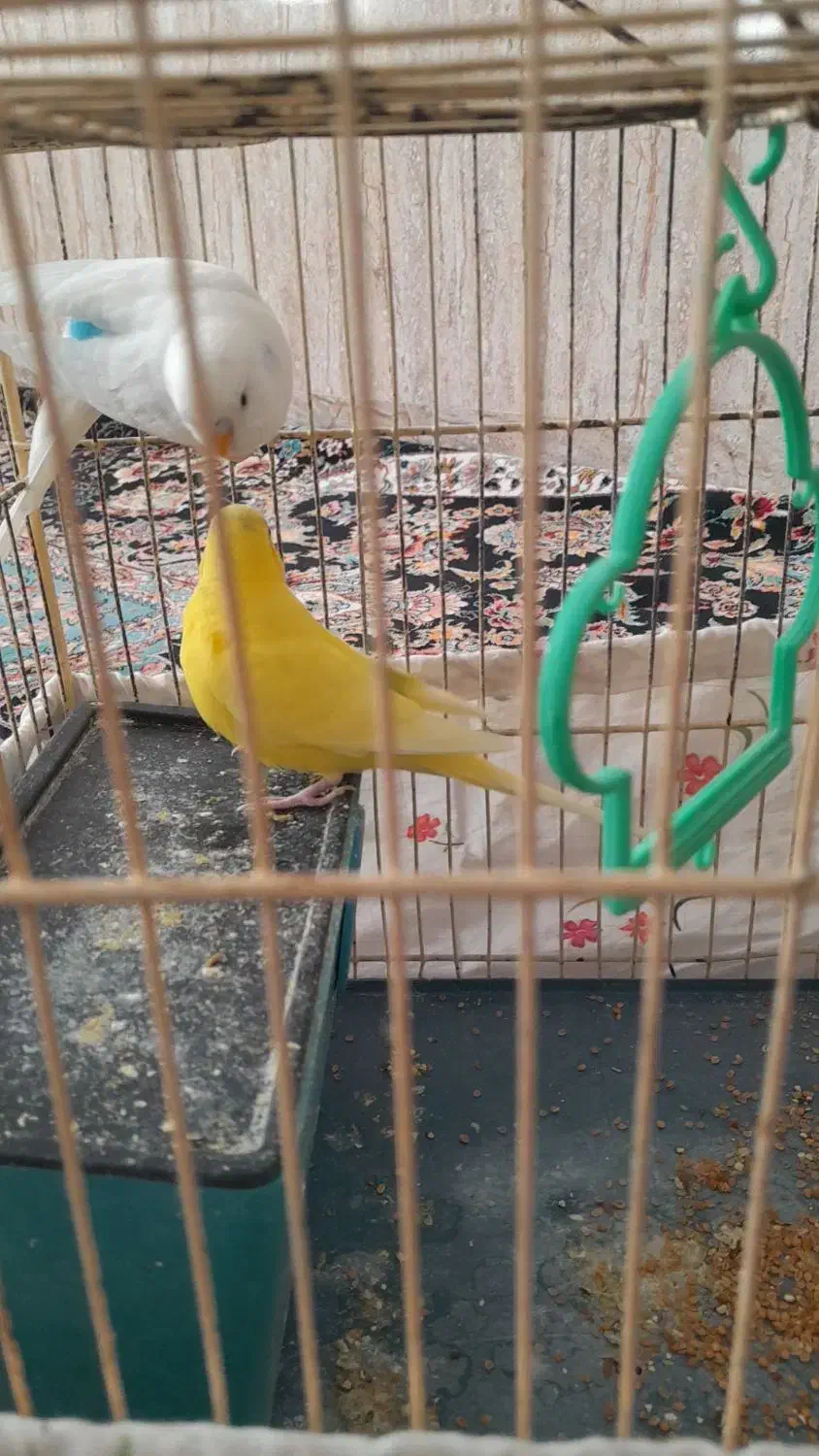 مرغ عشق|پرنده|بهار, |دیوار