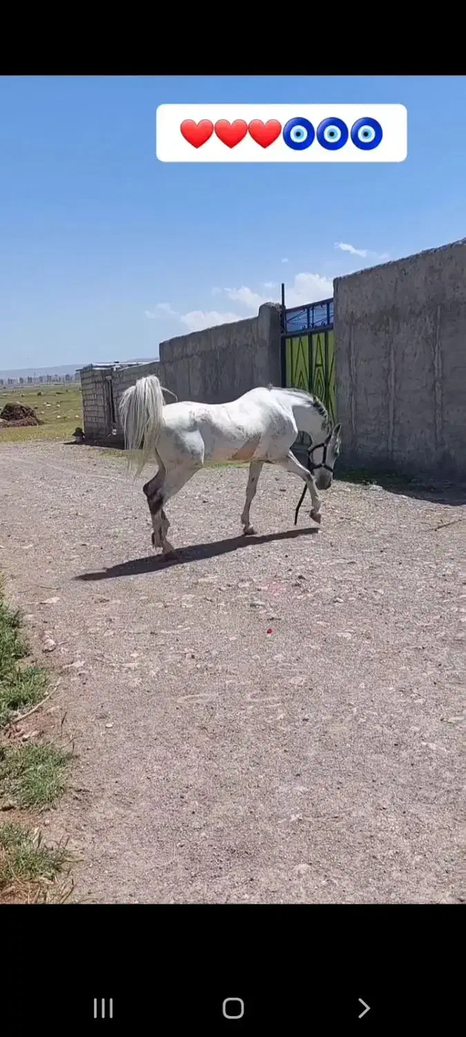 اسب کردو عرب|اسب و تجهیزات اسب‌سواری|مشگین شهر, |دیوار