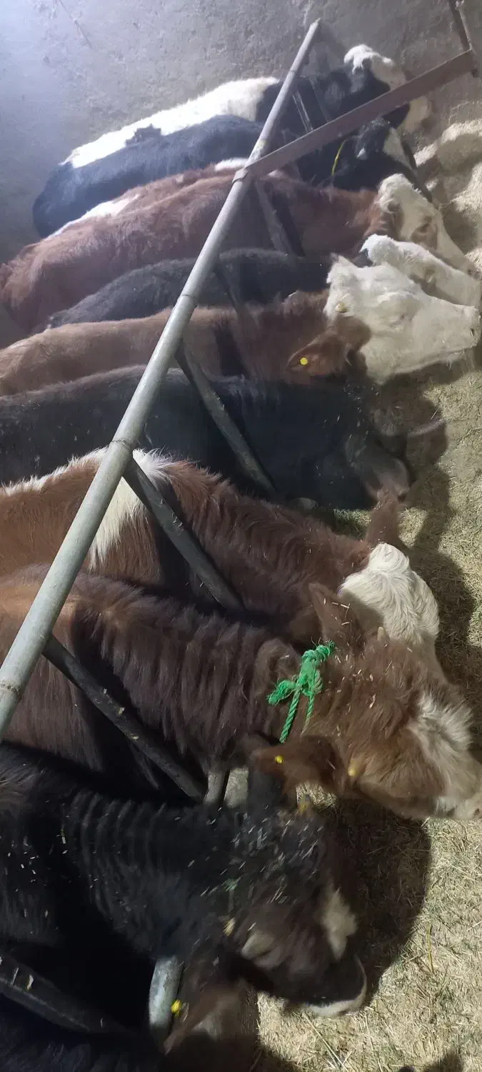 فروش گوساله های درجه یک پرواری درهمه وزن|حیوانات مزرعه|فرمهین, |دیوار