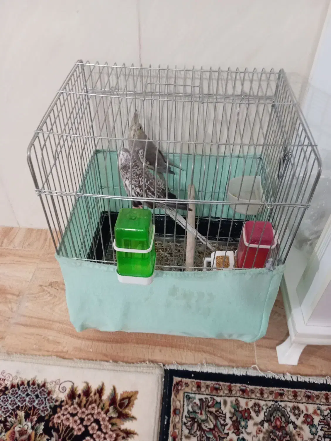 دو عدد عروس هلندی همراه قفس|پرنده|پاکدشت, حصار امیر|دیوار