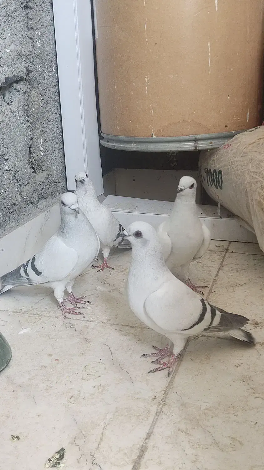 پرنده|پرنده|ایلام, |دیوار