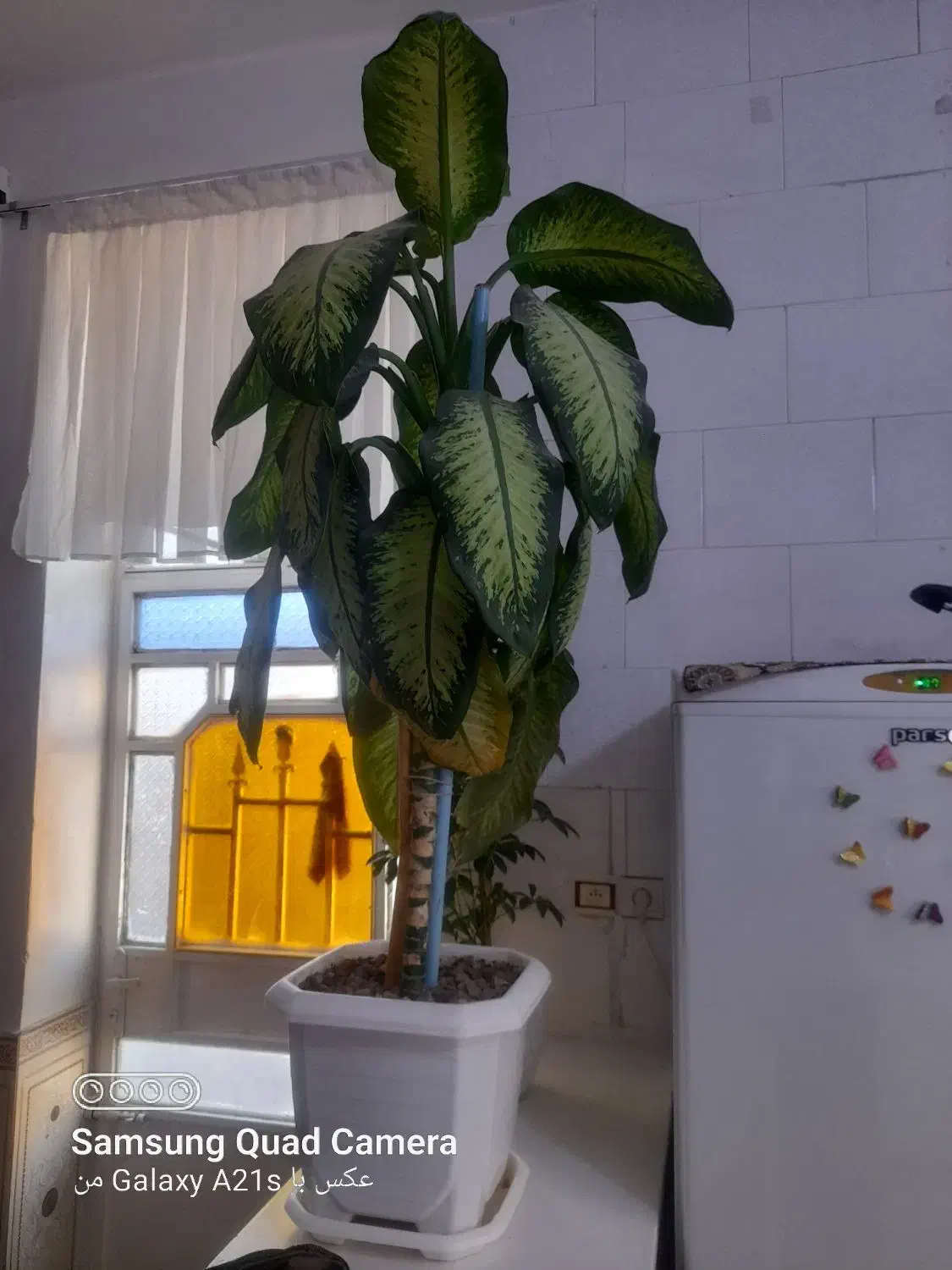 گل دیفن زیبا|گل و گیاه طبیعی|سرپل ذهاب, |دیوار