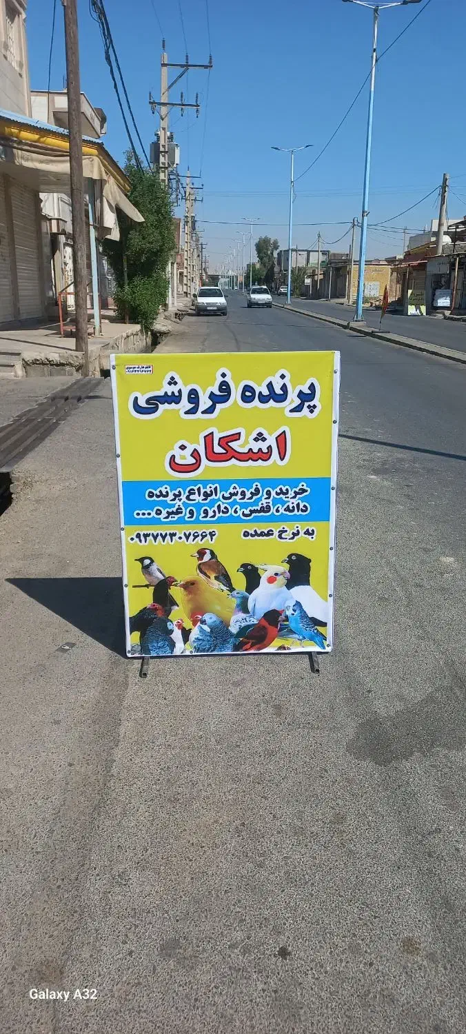 انواع نوع پرنده و دانه و دارو وغیره به نرخ عمده|پرنده|اندیمشک, |دیوار