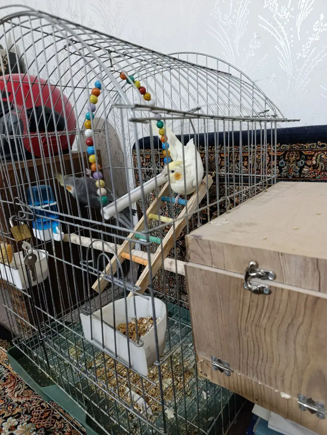 عروس هلندی جفت|پرنده|ابهر, |دیوار