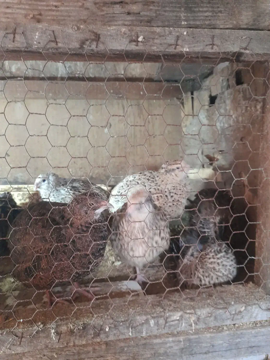 بلدرچین درحال تخم درشت|حیوانات مزرعه|بابل, |دیوار