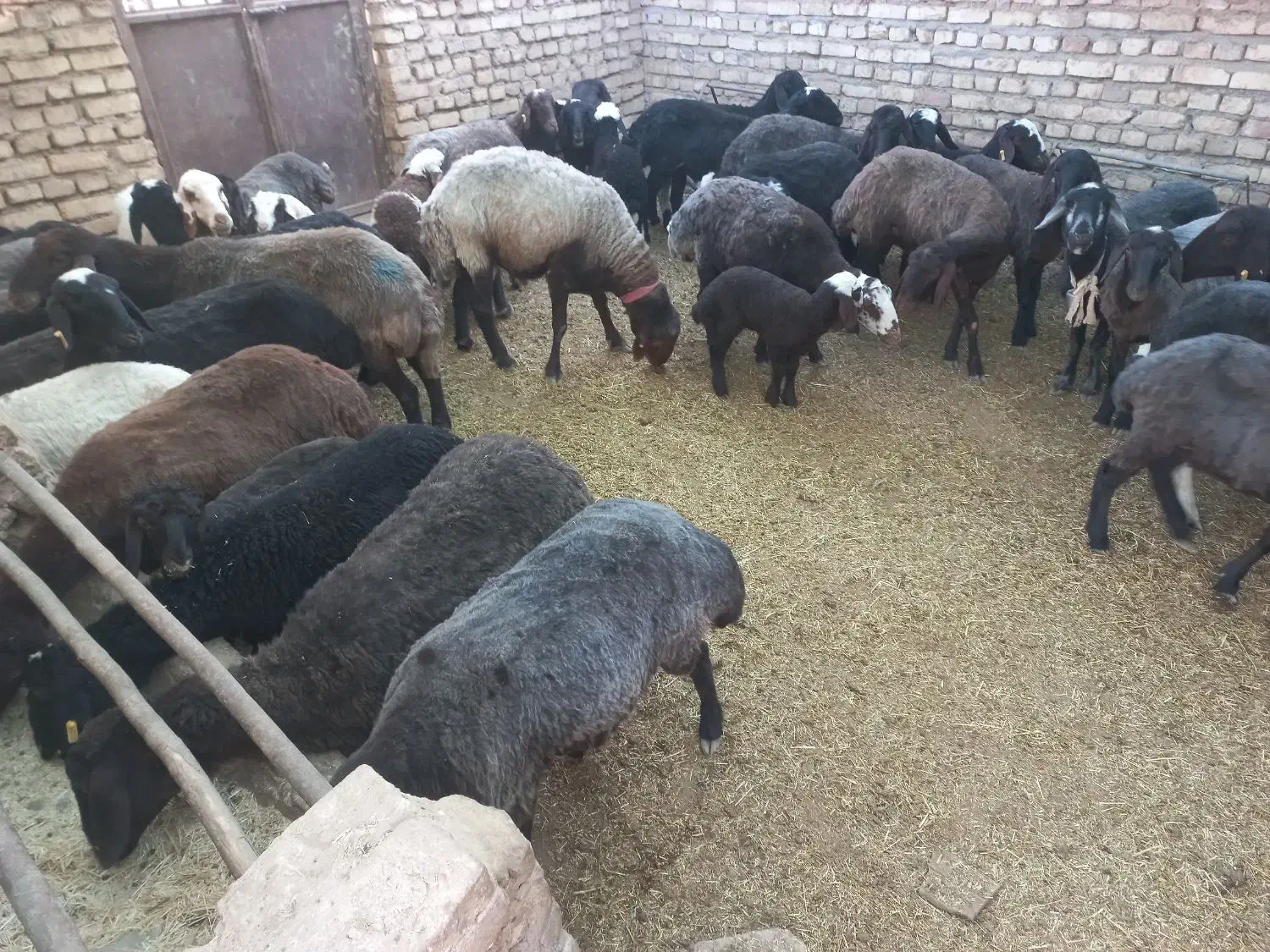 میش افشار آبستن و بره دار|حیوانات مزرعه|اشکذر, |دیوار