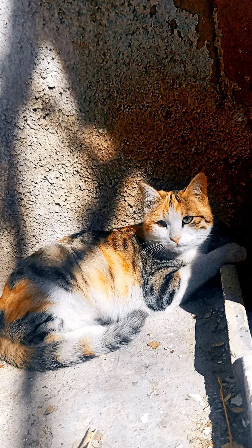 فروش 2 گربه خانگی|گربه|مرودشت, ژیان|دیوار