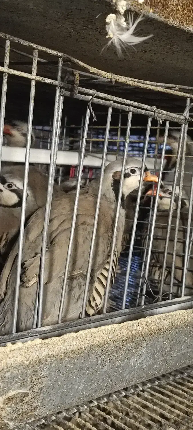 مرغ تخمگذار|حیوانات مزرعه|قزوین, |دیوار