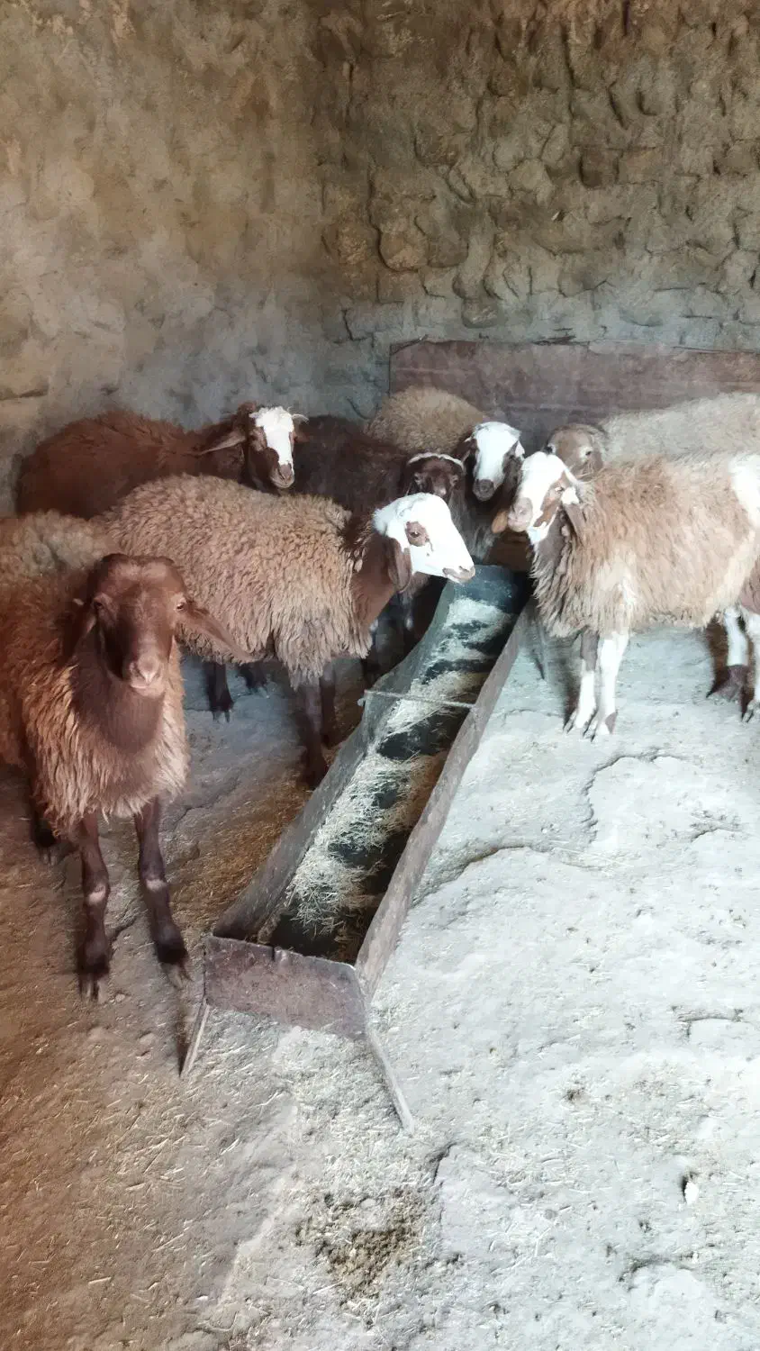 گوسفند|حیوانات مزرعه|کوهدشت, |دیوار