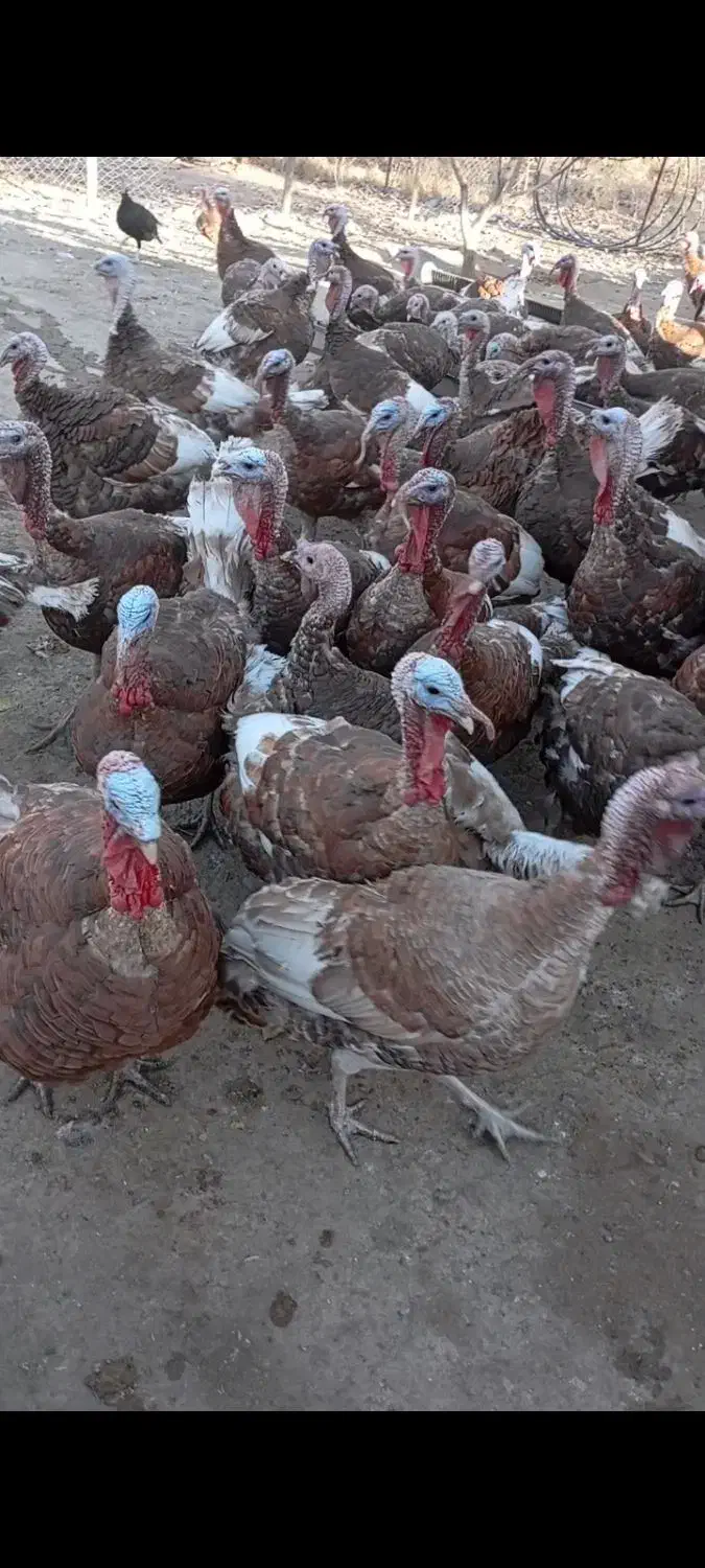 فروش 100عدد بوقلمون محلی|حیوانات مزرعه|ننور, |دیوار