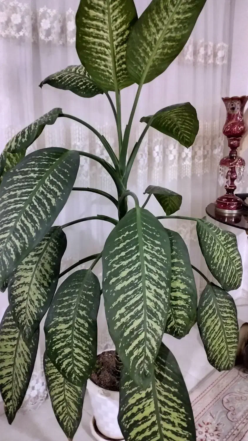 گول بزرگ با گلدان|گل و گیاه طبیعی|شاهرود, |دیوار