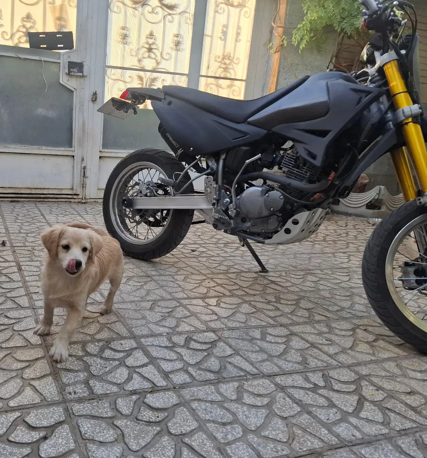 سگ پاکوتاه یکی گلدن نر و  داشهوند  نر  5 ماهه|سگ|سمنان, |دیوار