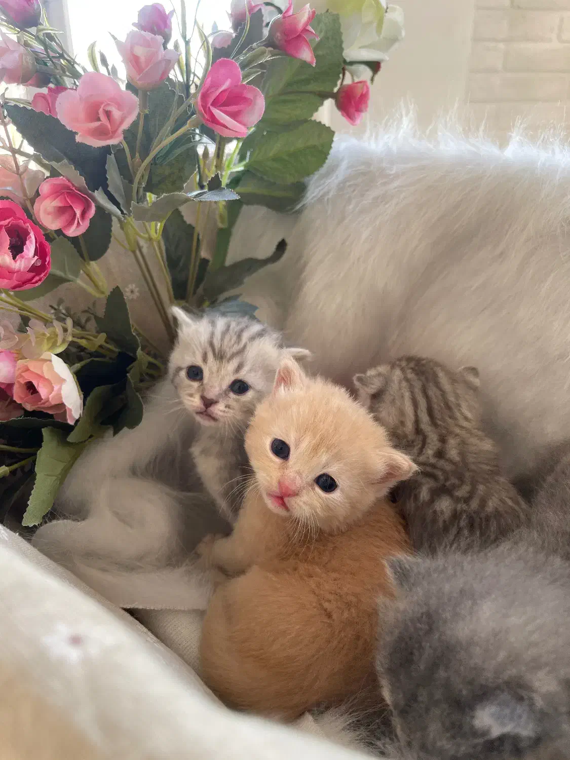 بر یتیشهای دو‌ماهه طلایی|گربه|تهران, بهاران|دیوار