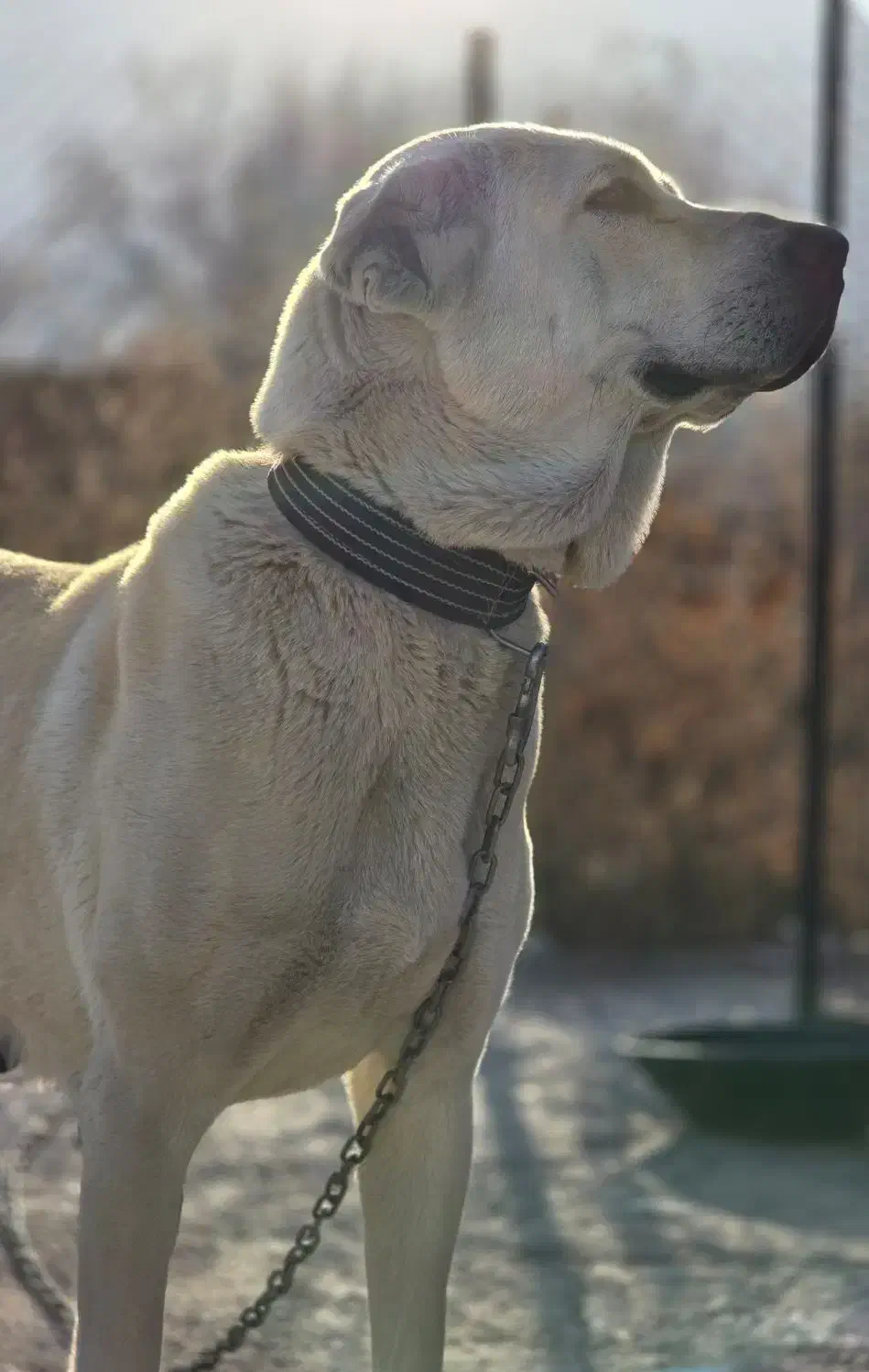 جفتگیری با سگ نر|سگ|ماکو, |دیوار