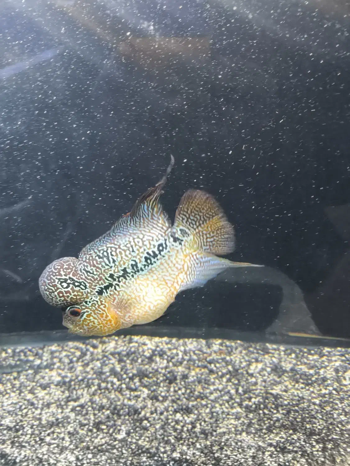 فلاور|ماهی|قم, امامزاده ابراهیم|دیوار