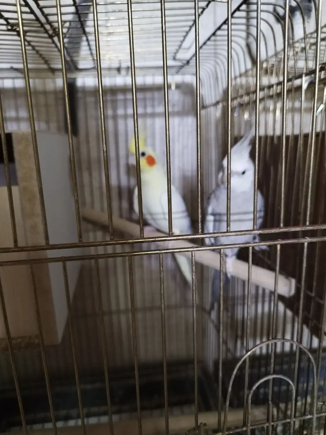 عروس هلندی مولد|پرنده|کاشان, باغ ماجد|دیوار