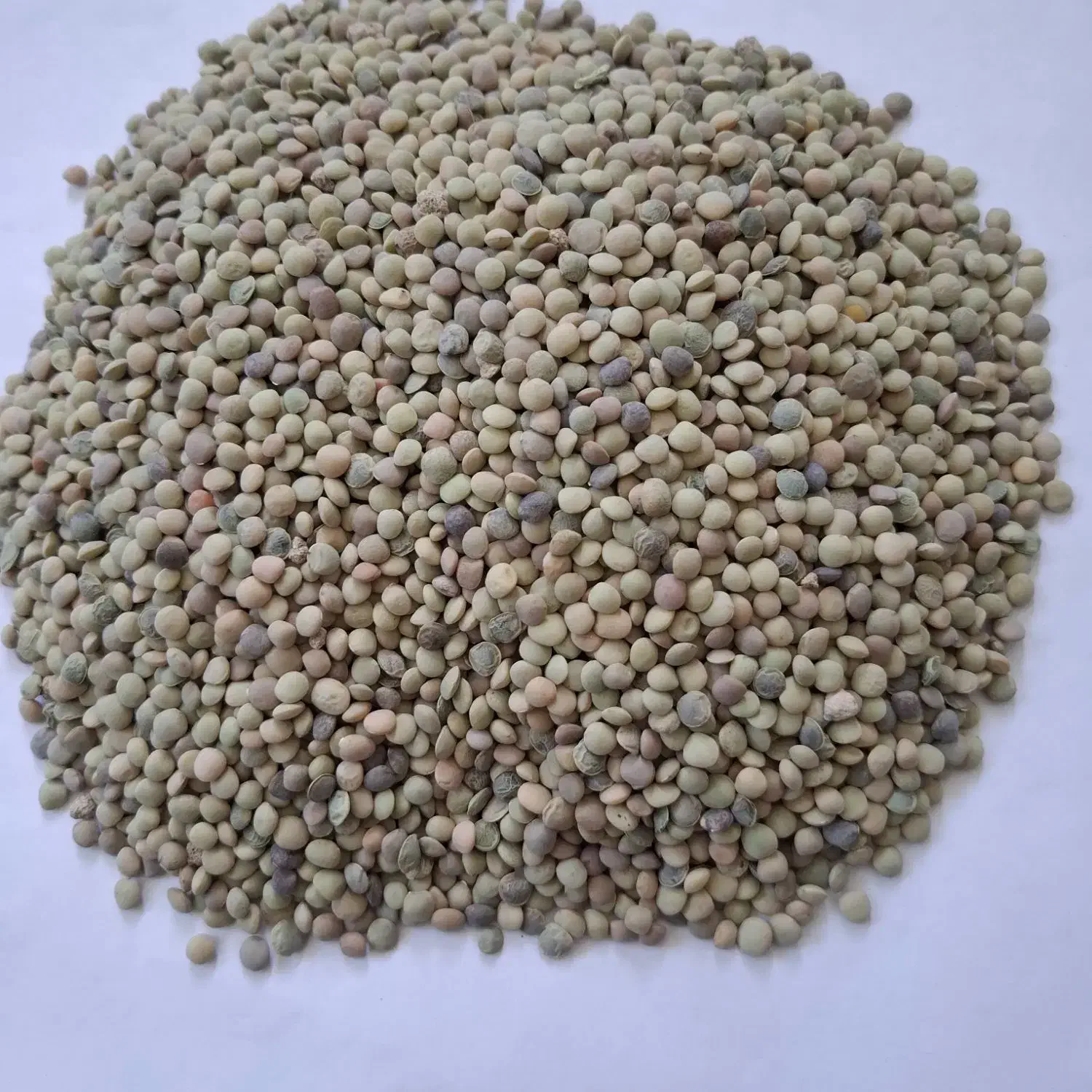 فروش عدس محلی سرحد خوش پخت|خوردنی و آشامیدنی|شیراز, آزادی|دیوار