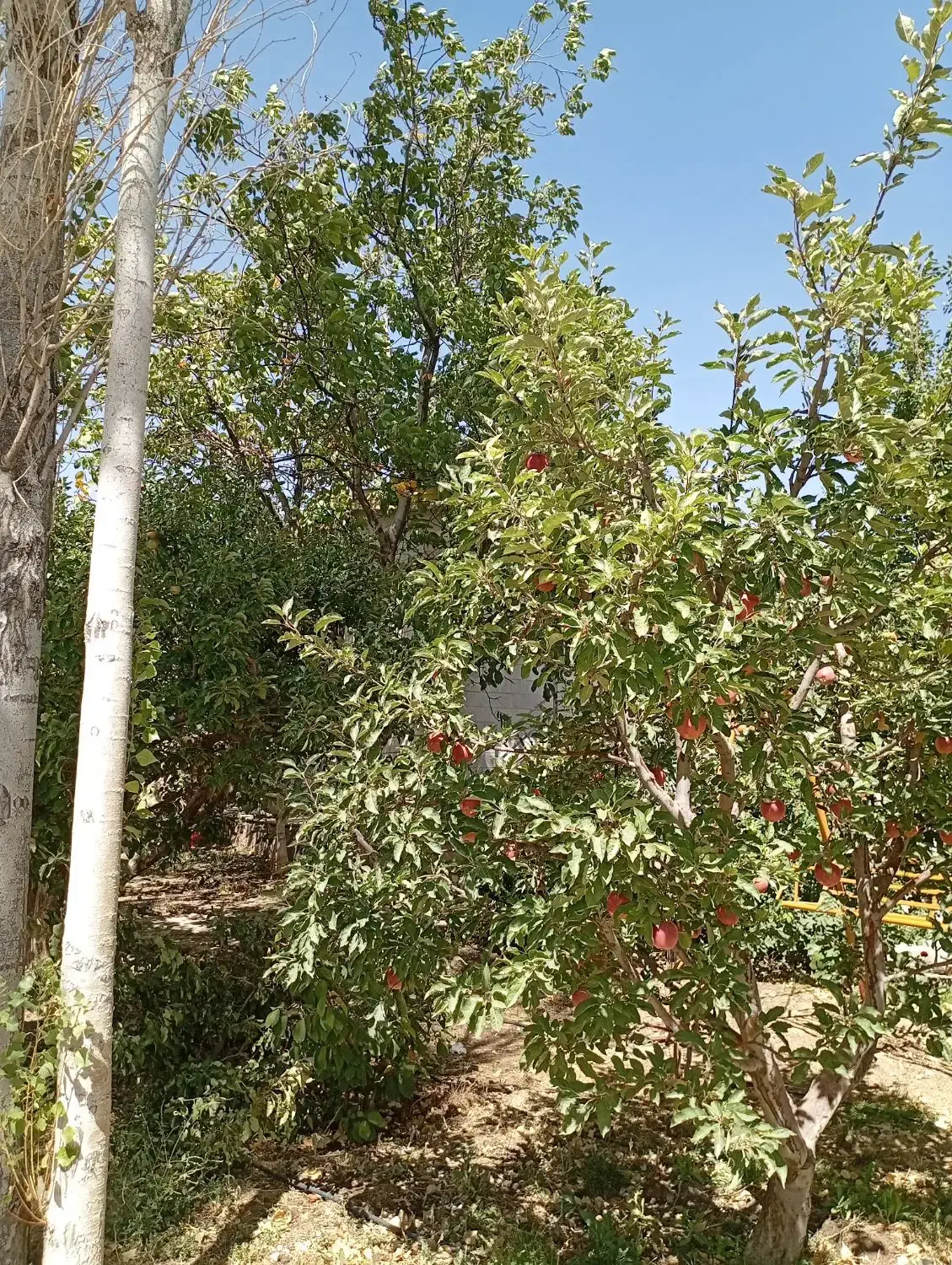 جابان باغچه۳۰۰+۴۰۰+۲۰۰داخل مجموعه باانشعابات اقساط|فروش زمین و ملک کلنگی|دماوند, دماوند|دیوار