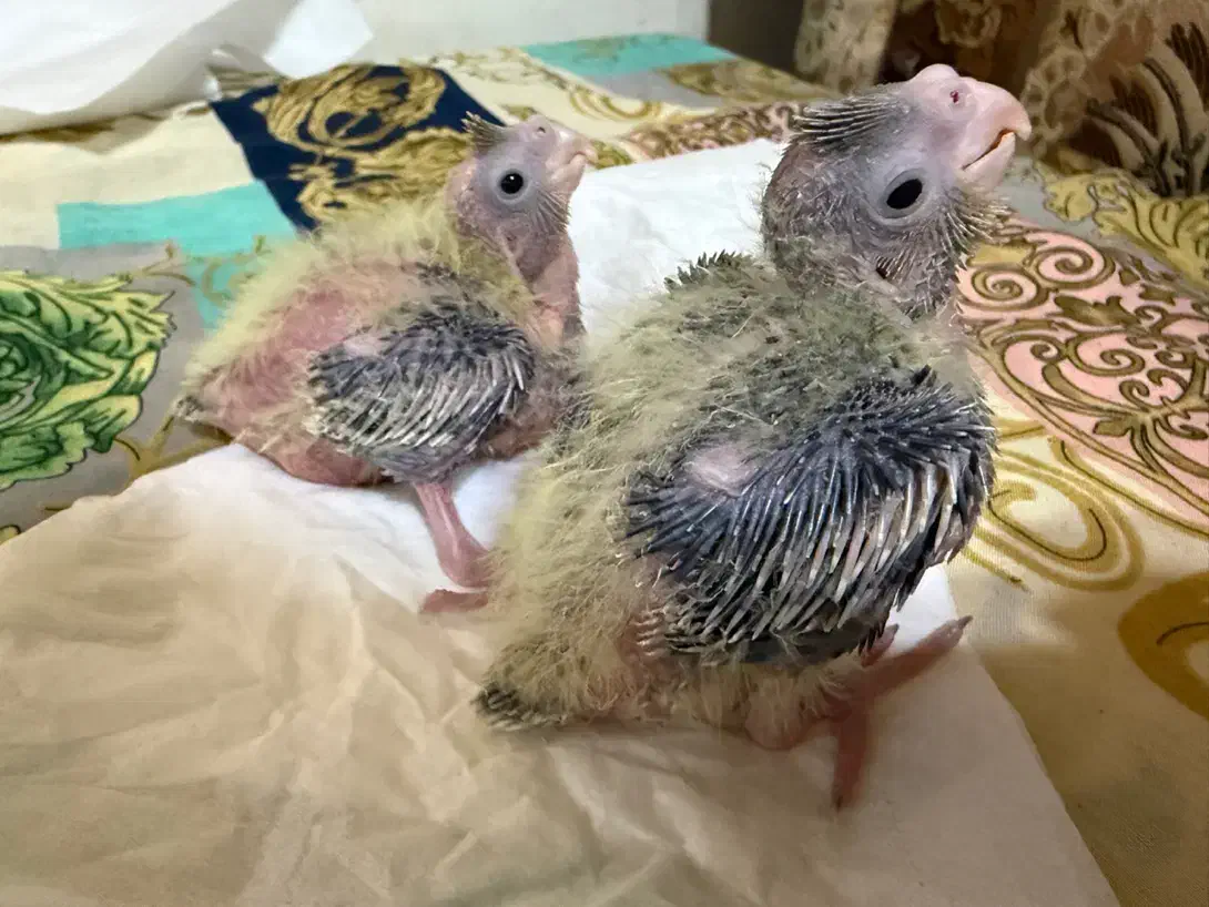 جوجه عروس هلندی سرلاکی|پرنده|پرهسر, |دیوار