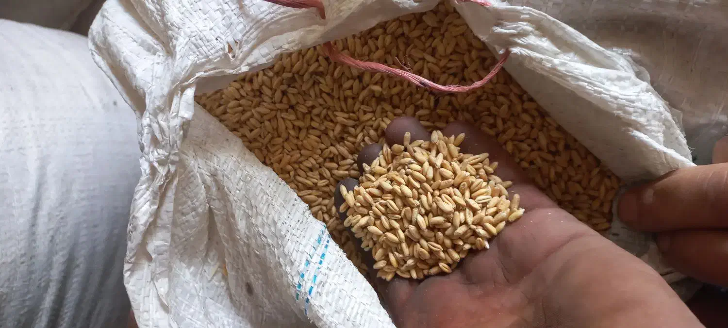 گندم اذر 2 ،تمیز  بذری ، دیم کیلو 31|خدمات باغبانی و درختکاری|شیروان (خراسان), |دیوار