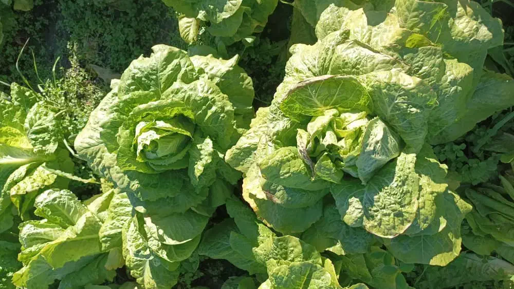 کاهوسفیدروغنی درجه یک|خوردنی و آشامیدنی|مینودشت, |دیوار