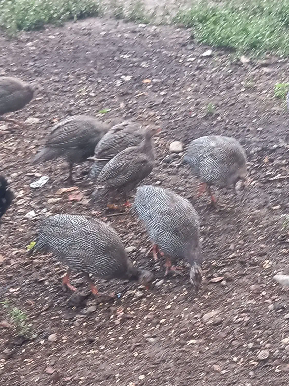 شاخدارسفیدطوسی|حیوانات مزرعه|رضوانشهر, |دیوار