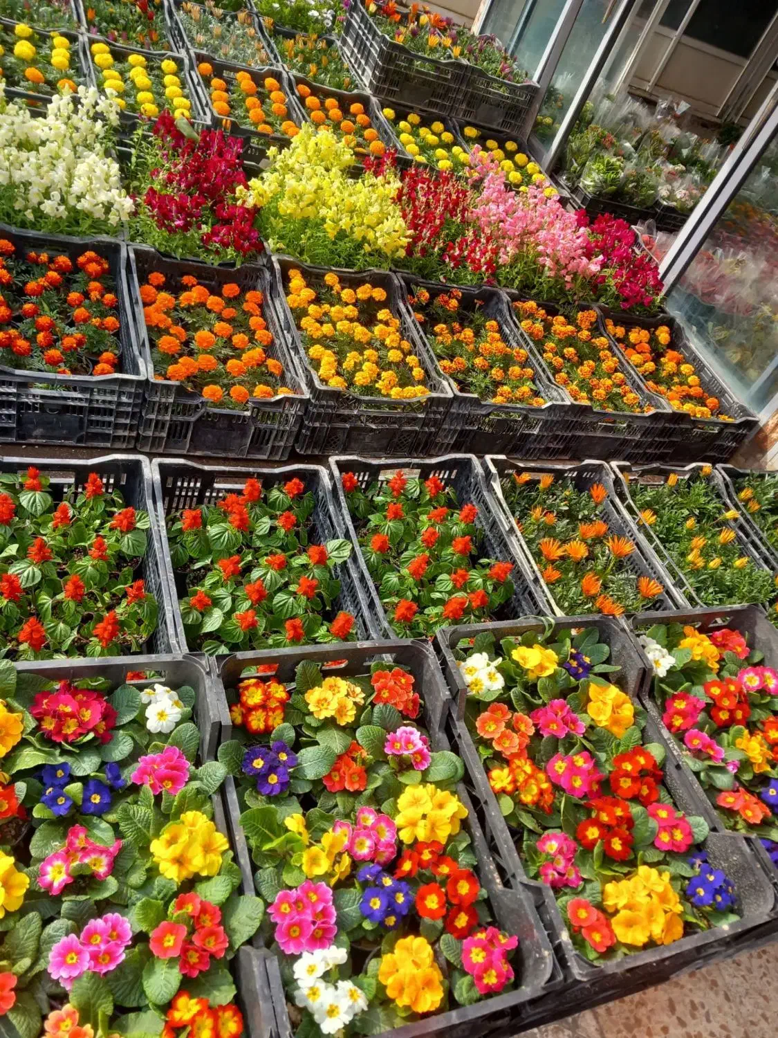 باغبانی سمپاشی|خدمات باغبانی و درختکاری|پردیس, فاز ۲|دیوار