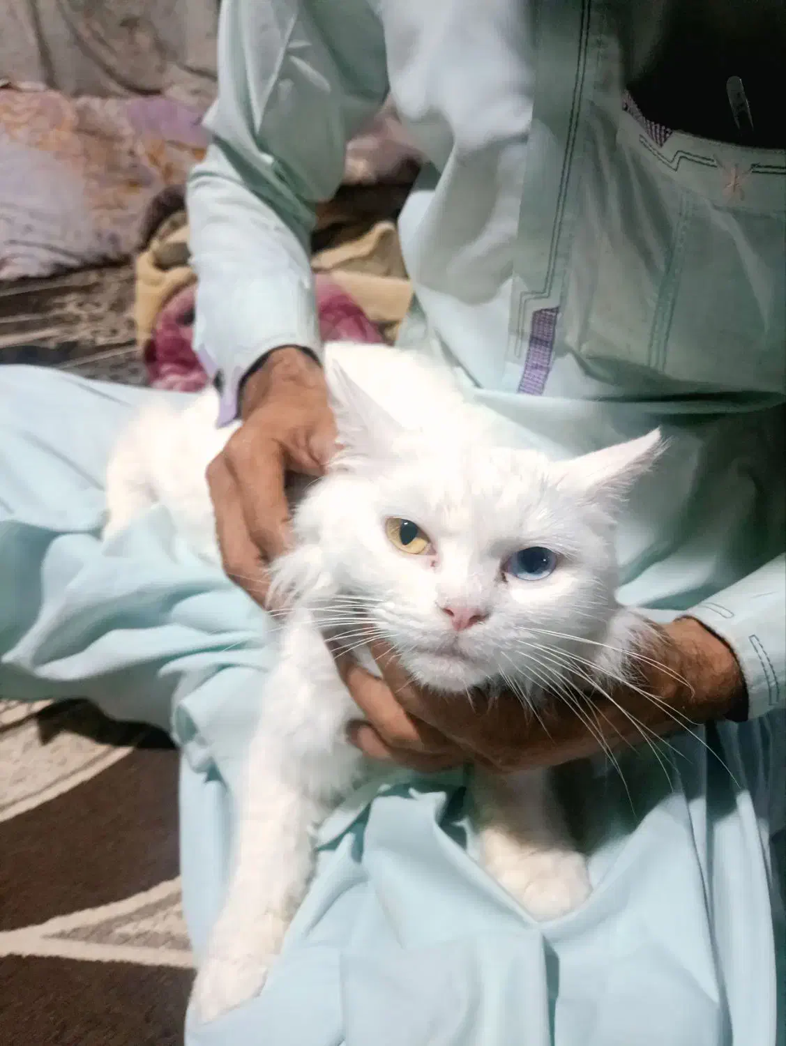 گربه پشمی چشم دو رنگ|گربه|چابهار, |دیوار