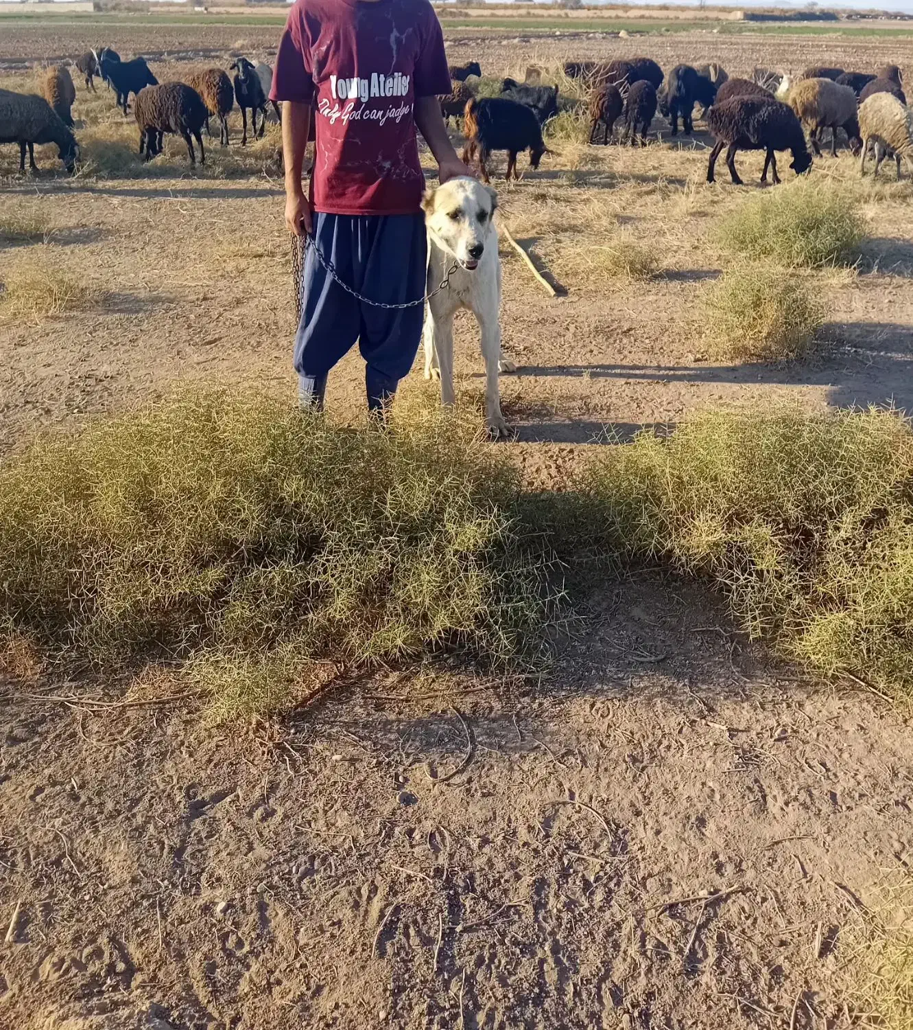 با سلام یک سگ البغزرد|سگ|شهریار, شهرک وائین|دیوار