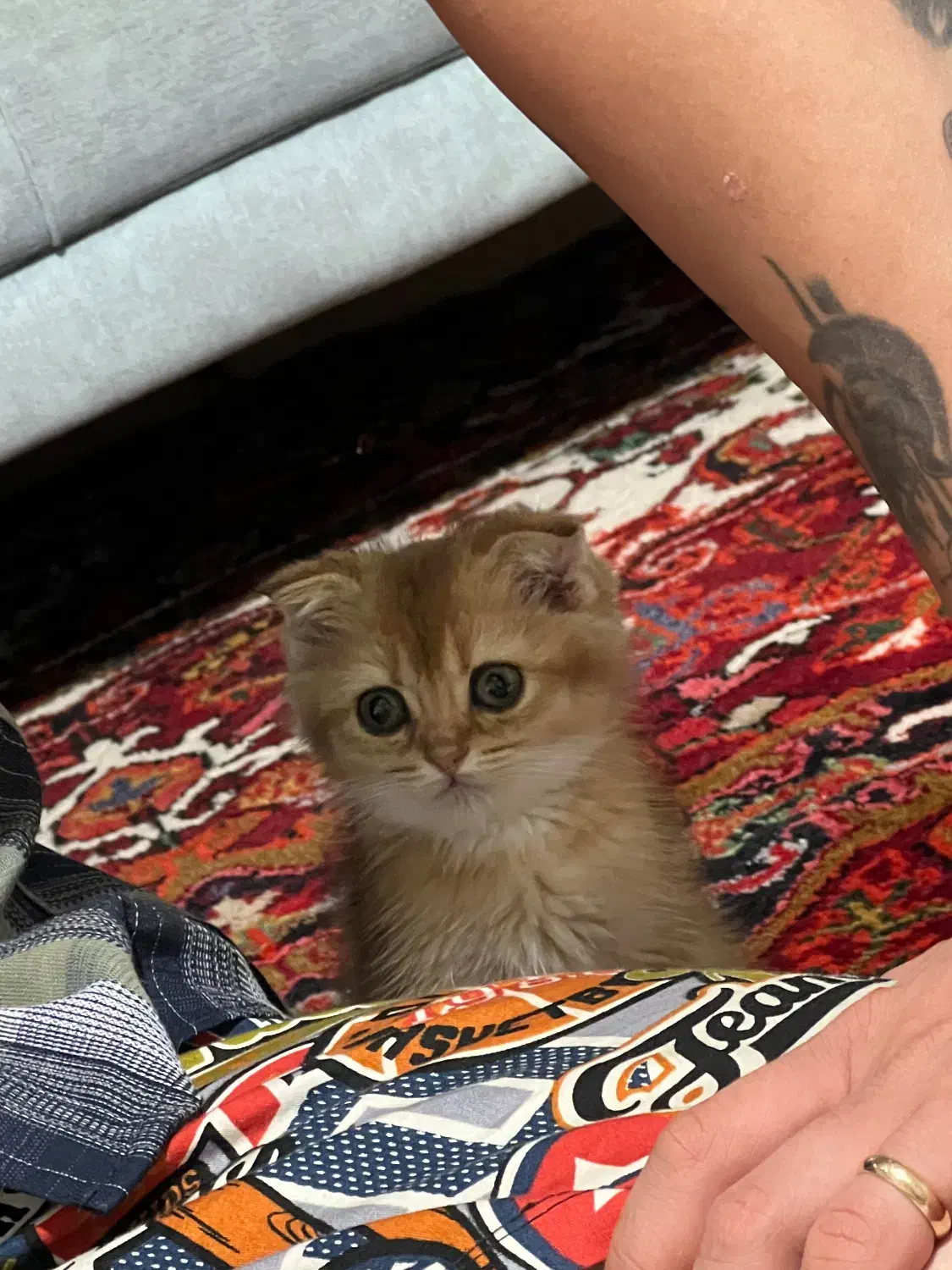 اسکاتیش ny11|گربه|رشت, استادسرا|دیوار