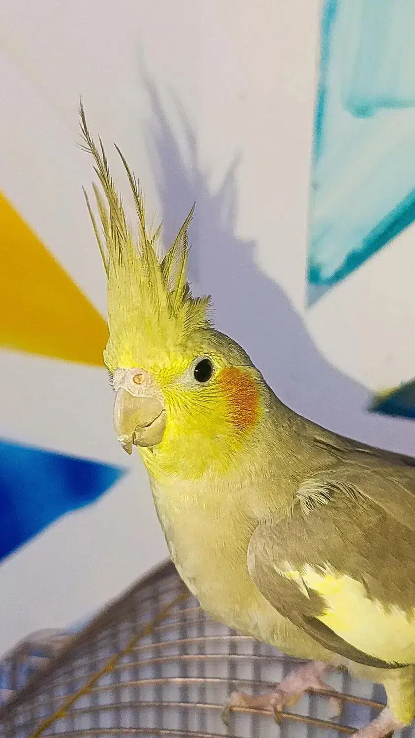 عروس هلندی ماده آماده آماده|پرنده|تبریز, |دیوار