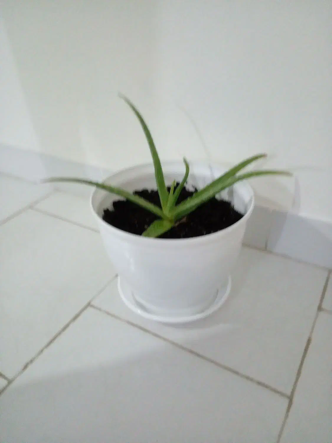 گل الووئورا|گل و گیاه طبیعی|گرمسار, |دیوار