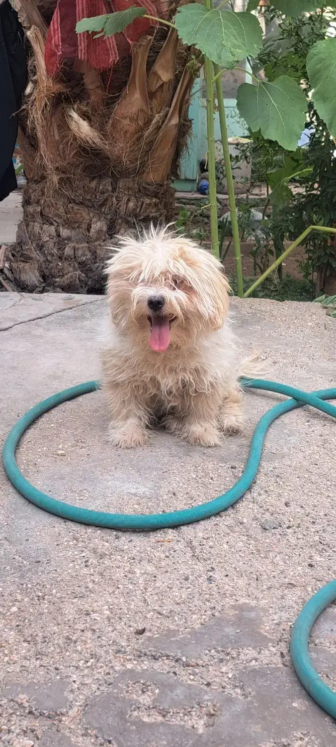 فروش|سگ|بافق, |دیوار