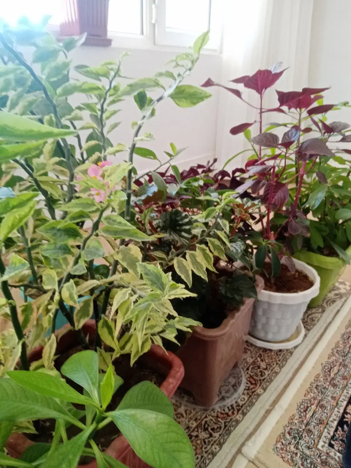 گل های طبیعی|گل و گیاه طبیعی|سردشت, |دیوار