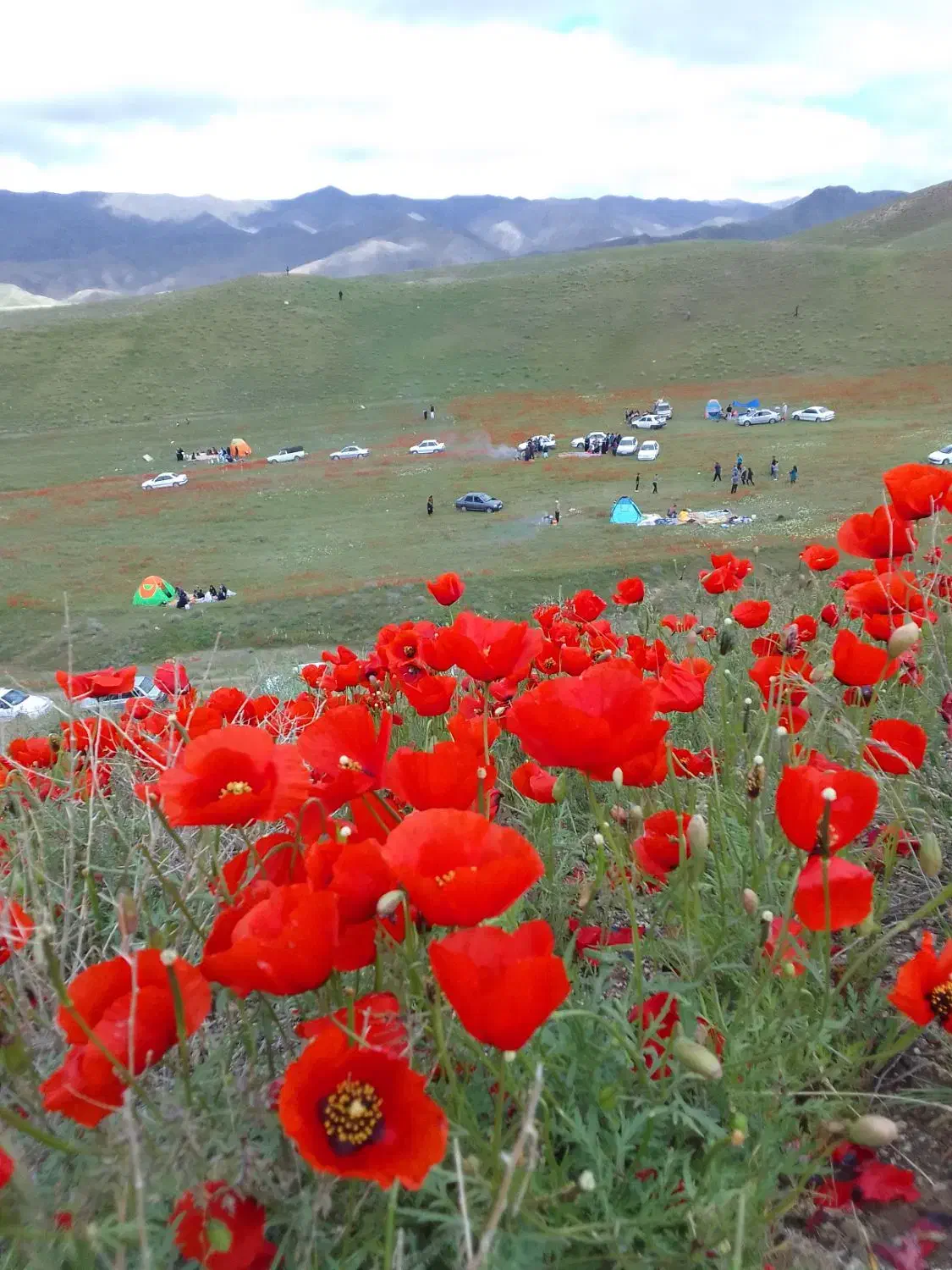 تعدادی کارت گم شده بنام مهدی مشرف|اشیا|گلبهار, شهر جدید گلبهار|دیوار