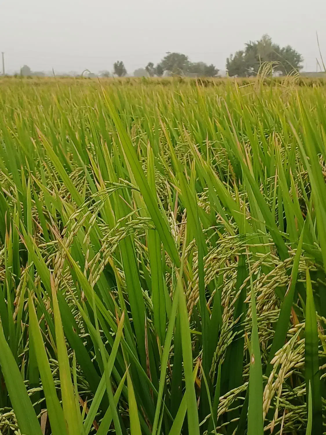 برنج ندا ۲تن|خوردنی و آشامیدنی|کردکوی, |دیوار