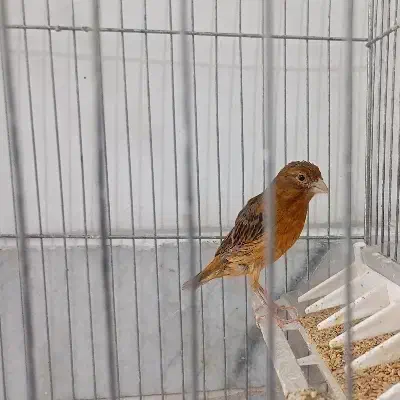 جفت قناری با جوجه|پرنده|کرمان, |دیوار