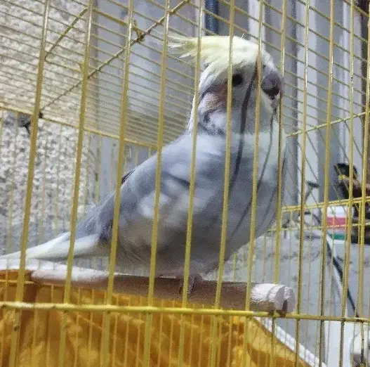 عروس ماده|پرنده|بندر ماهشهر, |دیوار