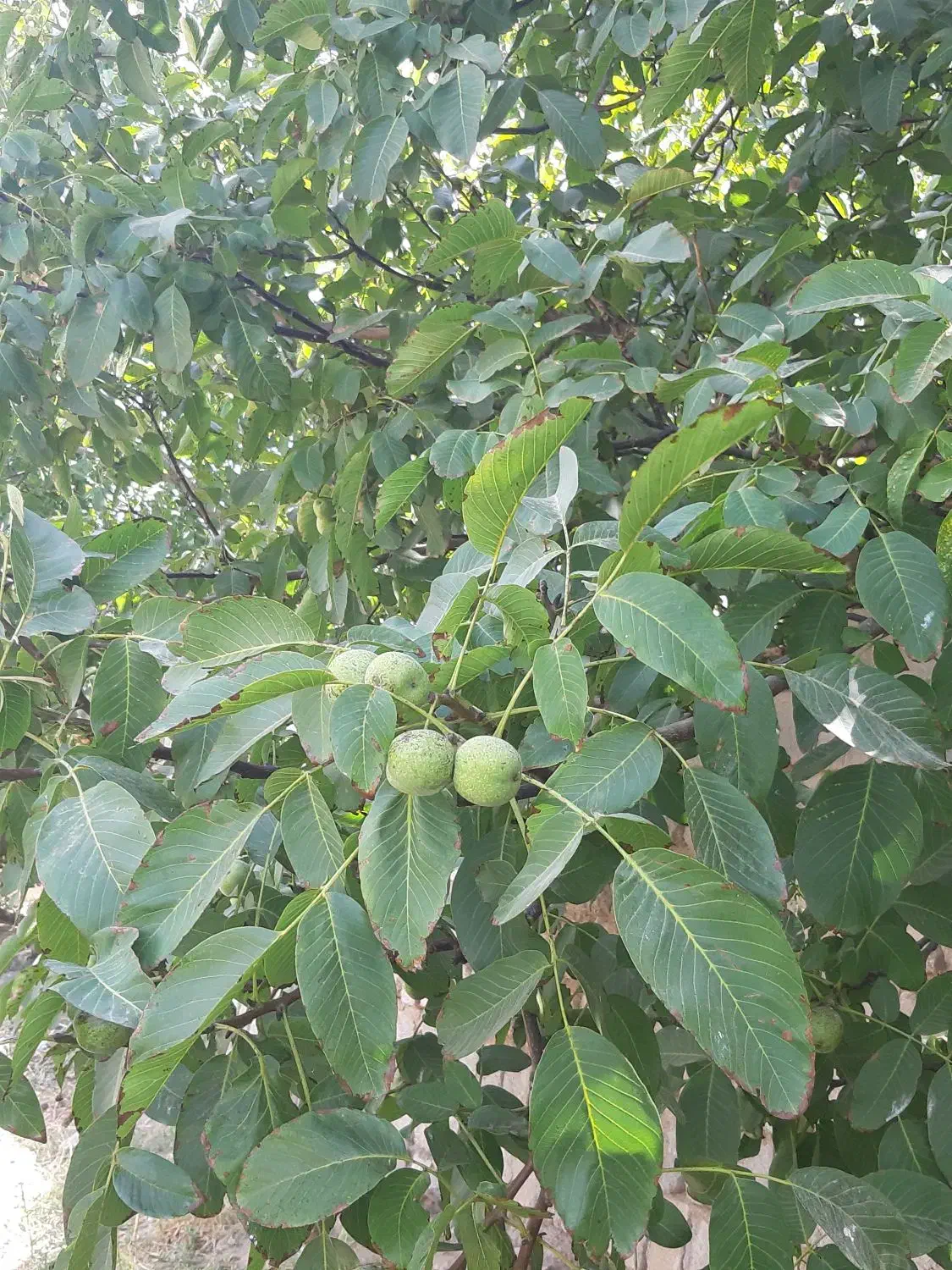 نهال گردو کاغذی ۴ ساله قیمت ۱۲۰ هزار تومان|خدمات باغبانی و درختکاری|صوفیان, |دیوار