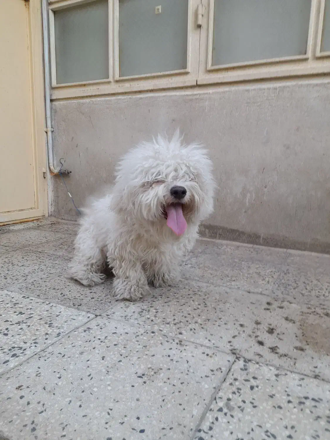 سگ پا کوتاه|سگ|اقبالیه, |دیوار