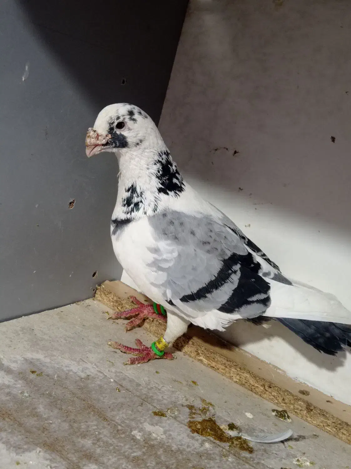 جفت پلنگ سبز . پرنده|حیوانات|گلبهار, شهر جدید گلبهار|دیوار