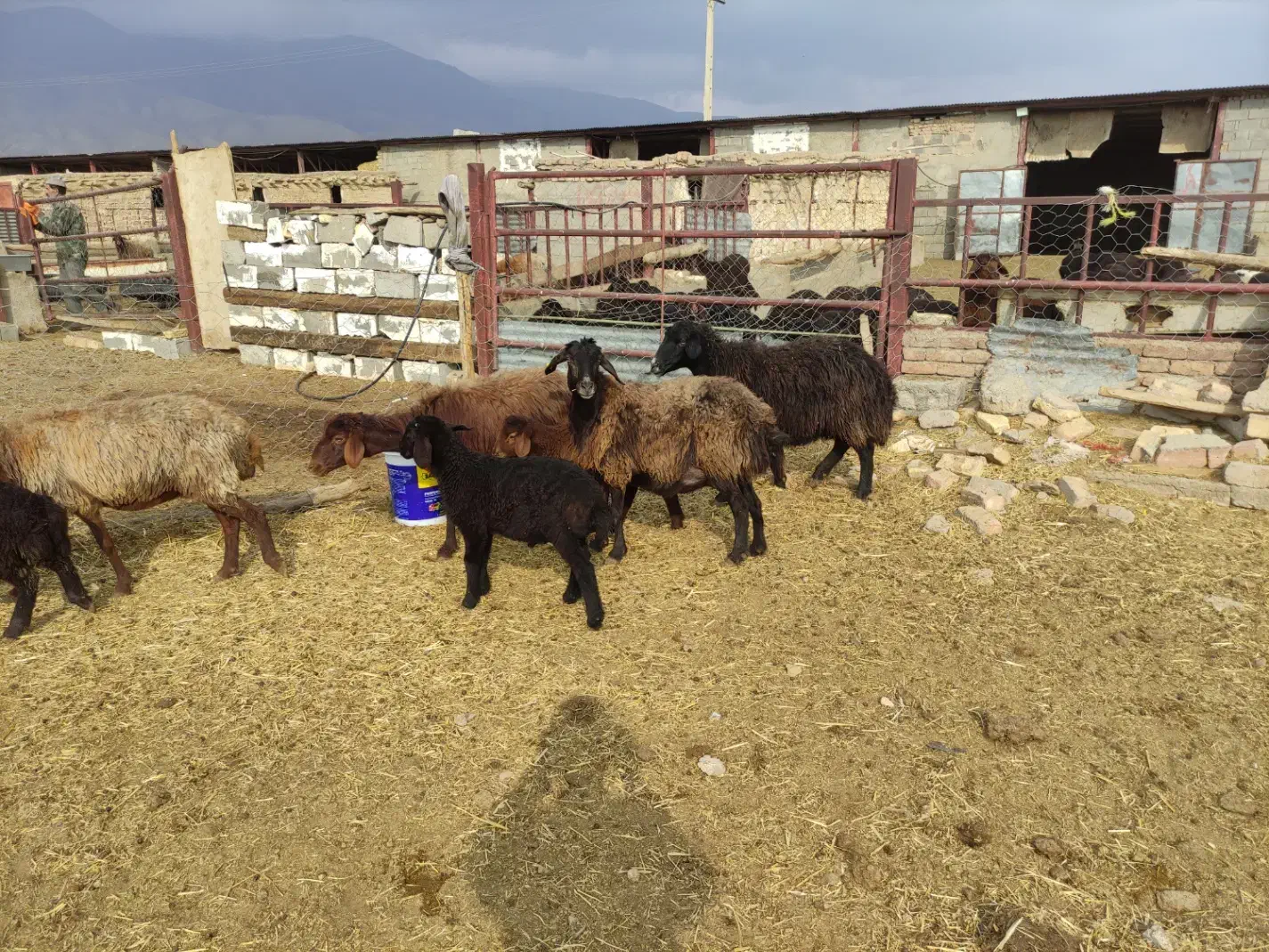 حیوانات مزرعه|حیوانات مزرعه|شاهرود, |دیوار