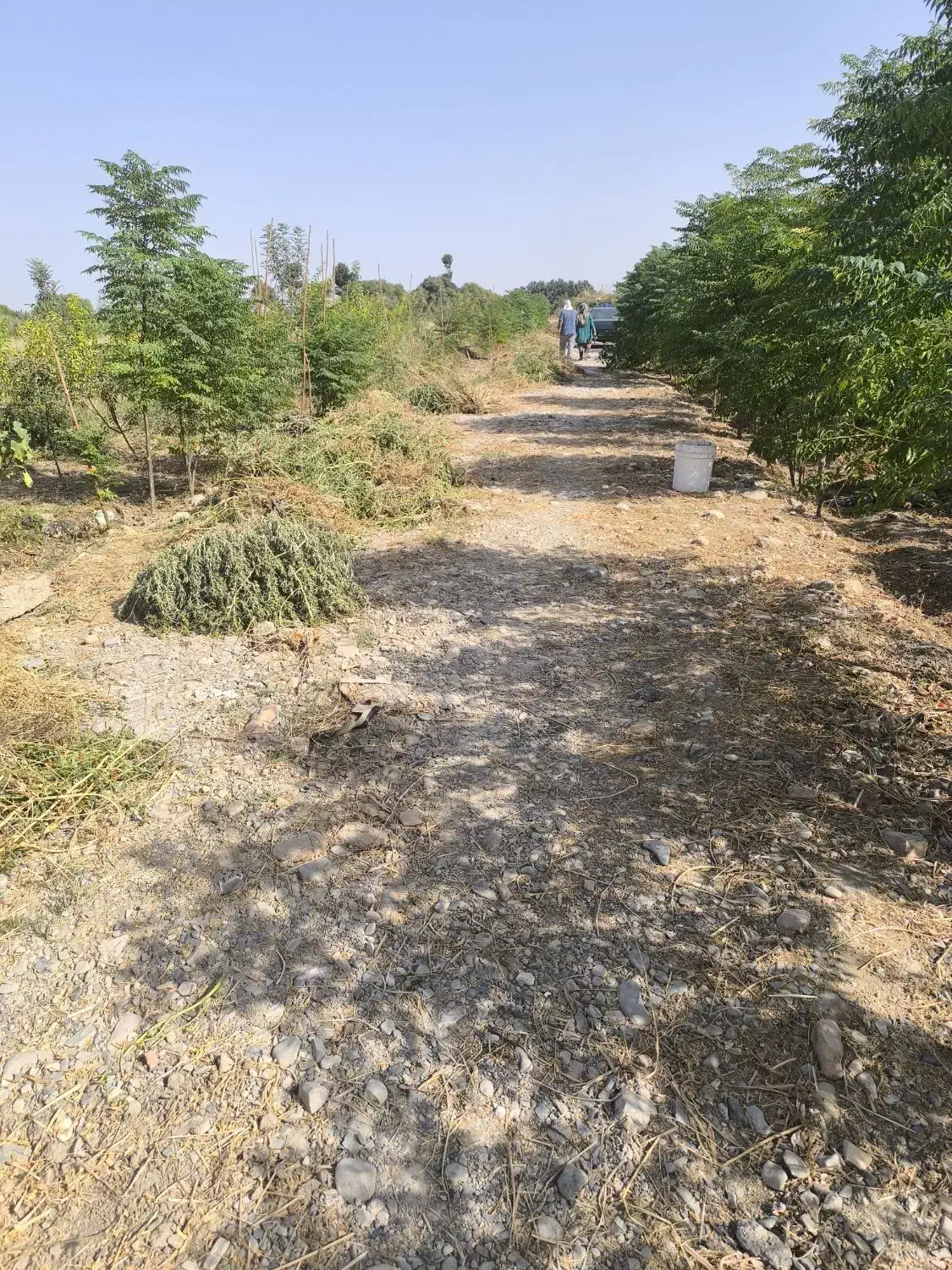 باغچه250متری|فروش خانه و ویلا|اسلام‌شهر, شهرک مصطفی خمینی|دیوار