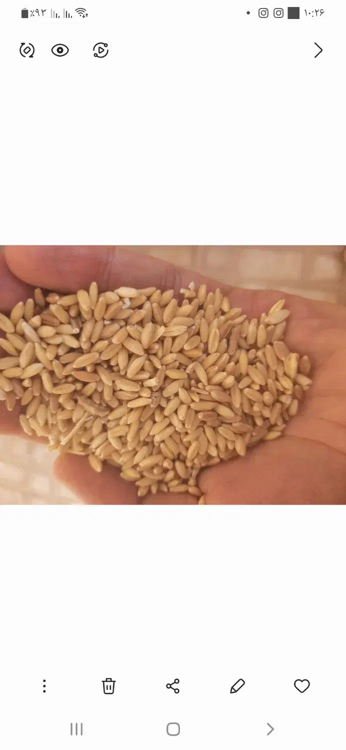 جو و هم خانواده آن درشت و قیمت مناسب.|عمده‌فروشی|تاکستان, |دیوار