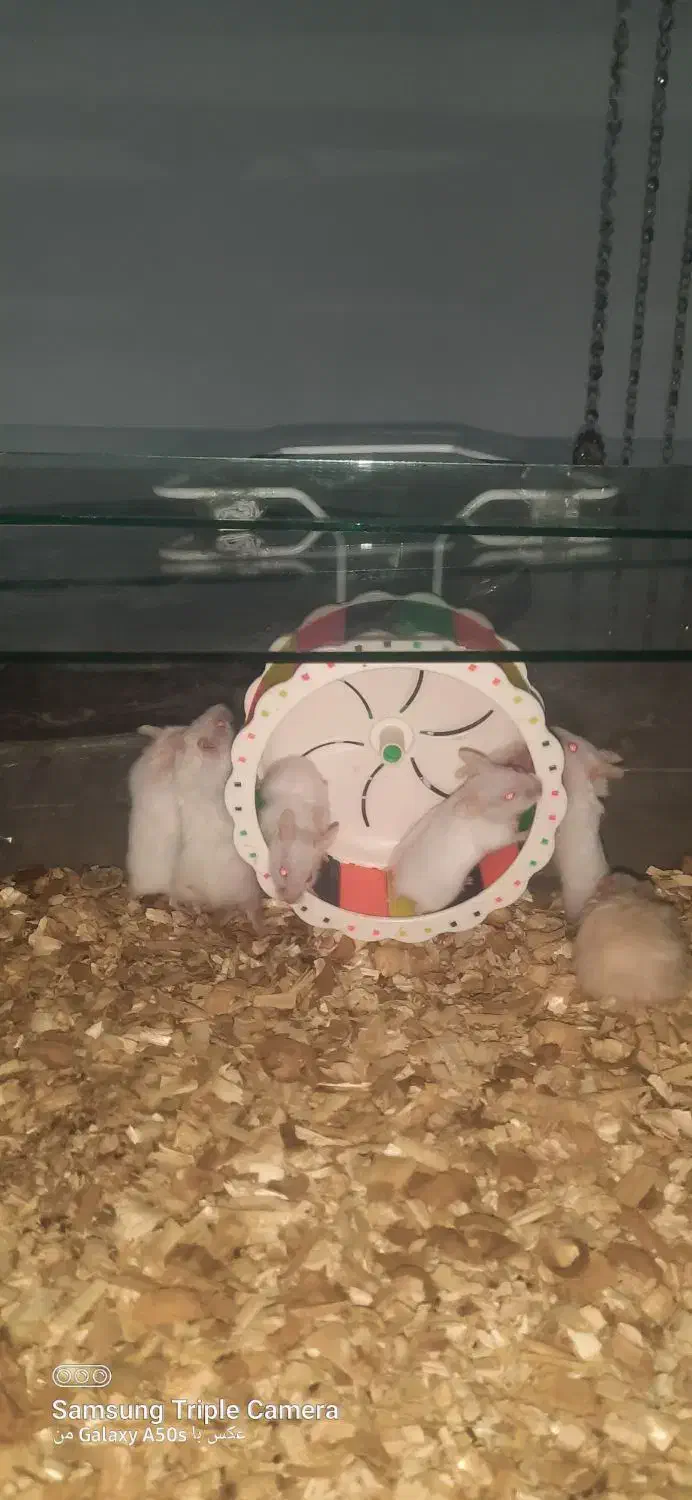 همستر|موش و خرگوش|کلارآباد, |دیوار