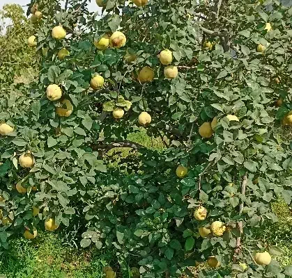 زمین سر درختی|فروش زمین و ملک کلنگی|بناب, |دیوار