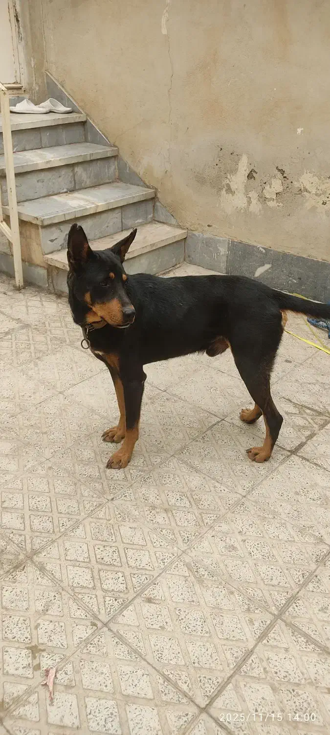 سگ دوبرمن نر|سگ|فردیس, داوری|دیوار