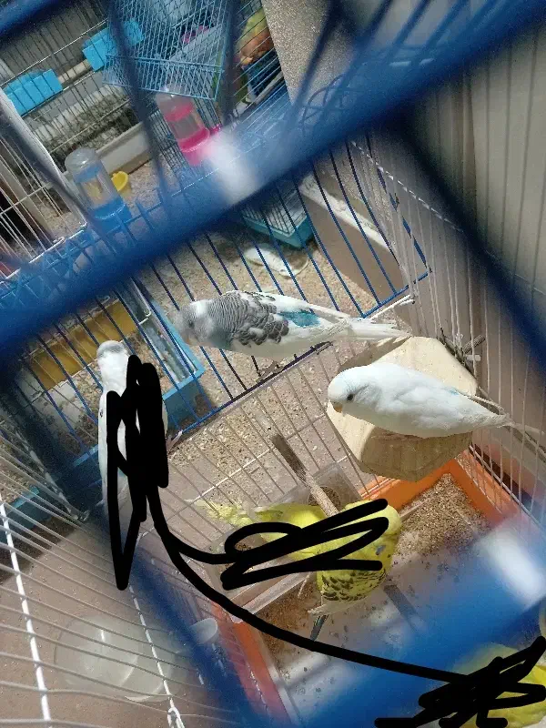 مرغ عشق|پرنده|شهرضا, |دیوار