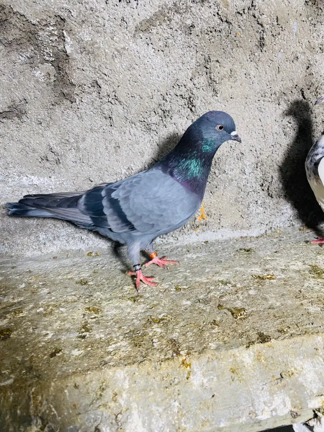 کبوتر|پرنده|علی‌آباد کتول, |دیوار