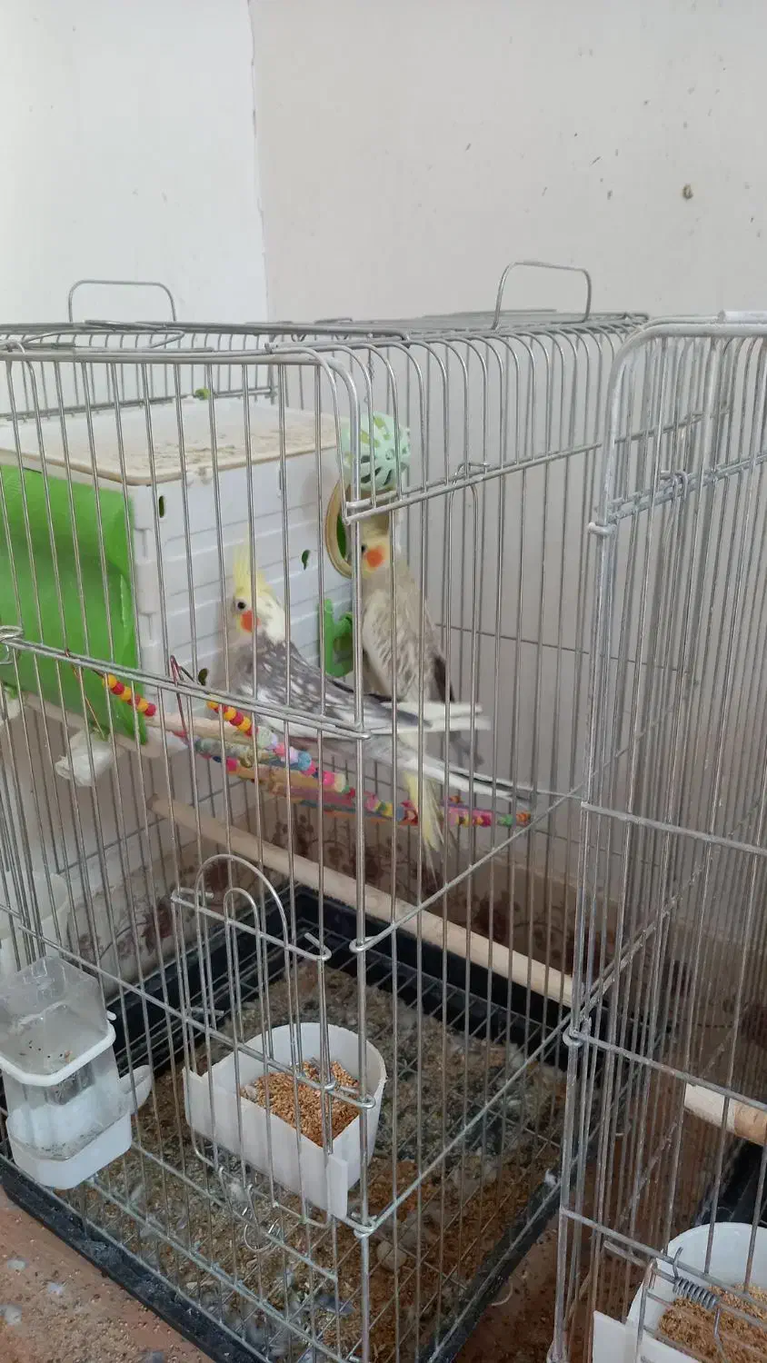 عروس هلندی|پرنده|درگزین, |دیوار